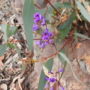 Hardenbergia violacea at Downer, ACT - 27 Sep 2020