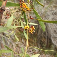 Daviesia mimosoides (Bitter Pea) at Black Mountain - 26 Sep 2020 by Liam.m