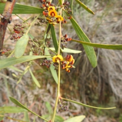 Daviesia mimosoides (Bitter Pea) at Downer, ACT - 27 Sep 2020 by Liam.m