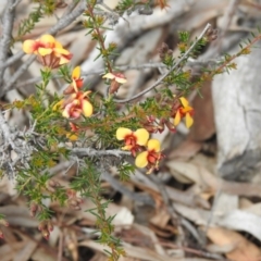Dillwynia phylicoides (A Parrot-pea) at Black Mountain - 27 Sep 2020 by Liam.m