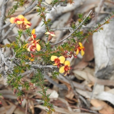 Dillwynia phylicoides (A Parrot-pea) at Black Mountain - 27 Sep 2020 by Liam.m