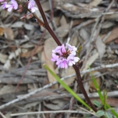 Indigofera australis subsp. australis (Australian Indigo) at Downer, ACT - 27 Sep 2020 by Liam.m
