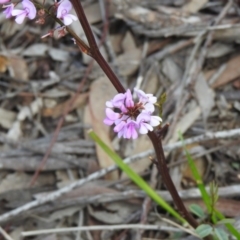 Indigofera australis subsp. australis (Australian Indigo) at Black Mountain - 27 Sep 2020 by Liam.m