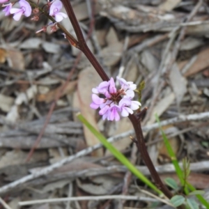 Indigofera australis subsp. australis at Downer, ACT - 27 Sep 2020 11:23 AM