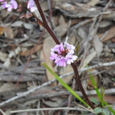 Indigofera australis subsp. australis (Australian Indigo) at Black Mountain - 27 Sep 2020 by Liam.m