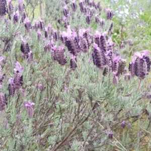 Lavandula stoechas at Isaacs Ridge - 26 Sep 2020 05:19 PM