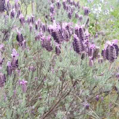 Lavandula stoechas (Spanish Lavender or Topped Lavender) at Isaacs Ridge - 26 Sep 2020 by Mike