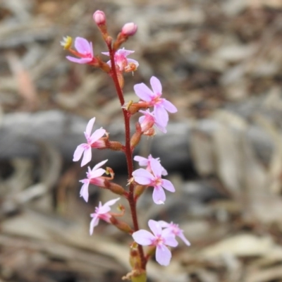 Stylidium sp. (Trigger Plant) at Downer, ACT - 27 Sep 2020 by Liam.m
