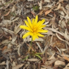 Unverified Daisy at Black Mountain - 27 Sep 2020 by Liam.m