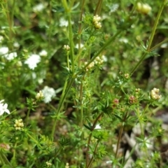 Asperula conferta at Isaacs Ridge Offset Area - 26 Sep 2020 03:07 PM