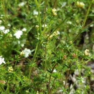 Asperula conferta at Isaacs Ridge Offset Area - 26 Sep 2020 03:07 PM