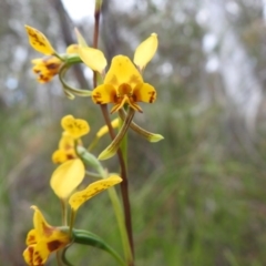 Diuris nigromontana (Black Mountain Leopard Orchid) at Black Mountain - 27 Sep 2020 by Liam.m