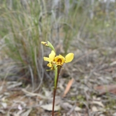 Diuris nigromontana (Black Mountain Leopard Orchid) at Downer, ACT - 27 Sep 2020 by Liam.m