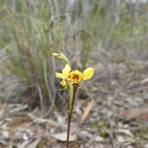 Diuris nigromontana at Downer, ACT - suppressed