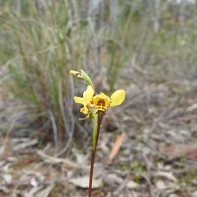 Diuris nigromontana (Black Mountain Leopard Orchid) at Black Mountain - 27 Sep 2020 by Liam.m