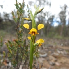 Diuris nigromontana (Black Mountain Leopard Orchid) at Black Mountain - 27 Sep 2020 by Liam.m