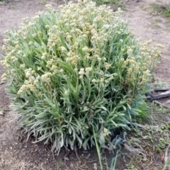 Pseudognaphalium luteoalbum (Jersey Cudweed) at Paddys River, ACT - 26 Sep 2020 by Fiboa