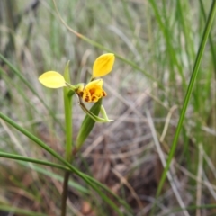 Diuris nigromontana (Black Mountain Leopard Orchid) at Black Mountain - 27 Sep 2020 by Liam.m