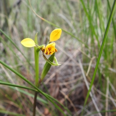 Diuris nigromontana (Black Mountain Leopard Orchid) at Downer, ACT - 27 Sep 2020 by Liam.m