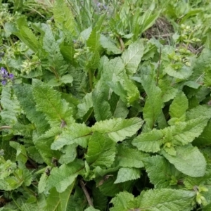 Salvia verbenaca var. verbenaca at Paddys River, ACT - 26 Sep 2020