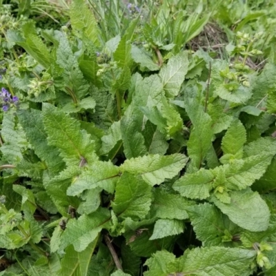 Salvia verbenaca var. verbenaca (Wild Sage) at Paddys River, ACT - 26 Sep 2020 by Fiboa