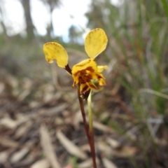 Diuris nigromontana (Black Mountain Leopard Orchid) at Black Mountain - 27 Sep 2020 by Liam.m