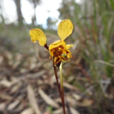 Diuris nigromontana (Black Mountain Leopard Orchid) at Black Mountain - 27 Sep 2020 by Liam.m