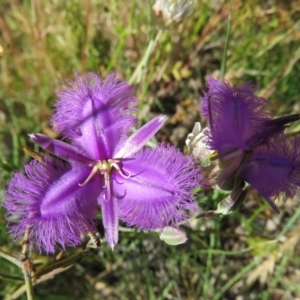 Thysanotus tuberosus subsp. tuberosus at Paddys River, ACT - 19 Mar 2018