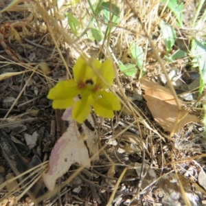 Goodenia sp. at Tennent, ACT - 22 Mar 2015 07:25 AM