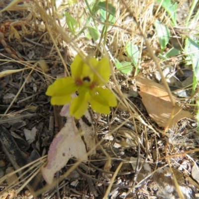 Goodenia sp. (Goodenia) at Tennent, ACT - 21 Mar 2015 by Liam.m