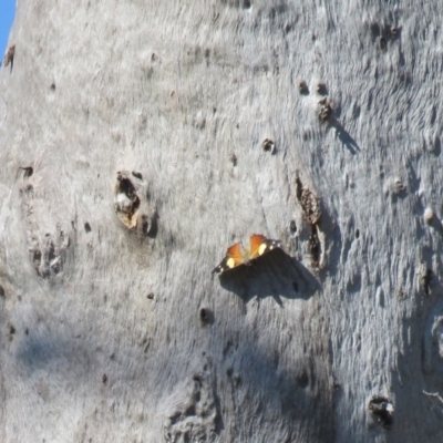 Vanessa itea (Yellow Admiral) at Tuggeranong DC, ACT - 16 Sep 2020 by Liam.m