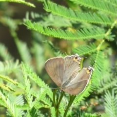 Jalmenus ictinus (Stencilled Hairstreak) at Paddys River, ACT - 9 Sep 2018 by Liam.m