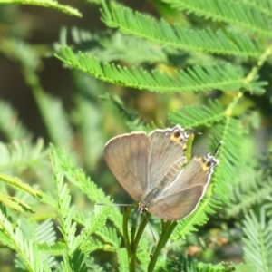 Jalmenus ictinus at Paddys River, ACT - 9 Sep 2018