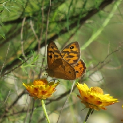 Heteronympha merope (Common Brown Butterfly) at Tuggeranong DC, ACT - 8 Nov 2015 by Liam.m