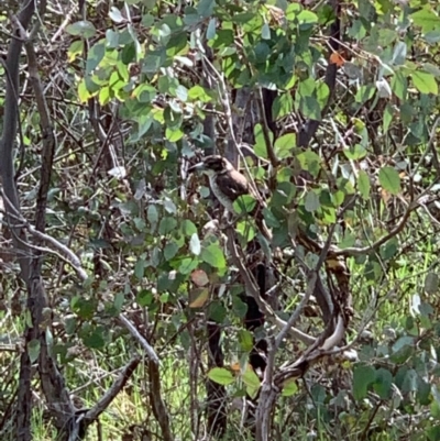 Cracticus torquatus (Grey Butcherbird) at Bruce Ridge to Gossan Hill - 26 Sep 2020 by JVR