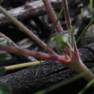 Geranium sp. at O'Connor, ACT - 26 Sep 2020