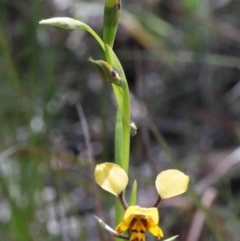 Diuris nigromontana (Black Mountain Leopard Orchid) at Dryandra St Woodland - 26 Sep 2020 by ConBoekel