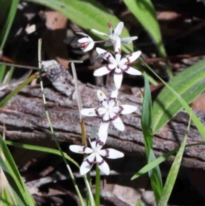 Wurmbea dioica subsp. dioica at O'Connor, ACT - 26 Sep 2020