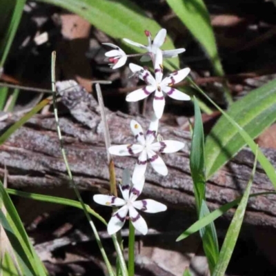 Wurmbea dioica subsp. dioica (Early Nancy) at Dryandra St Woodland - 26 Sep 2020 by ConBoekel