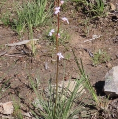 Stylidium graminifolium (grass triggerplant) at Tuggeranong DC, ACT - 27 Sep 2020 by owenh