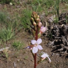 Stylidium graminifolium at Tuggeranong DC, ACT - 27 Sep 2020