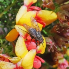Helina sp. (genus) (Muscid fly) at Dryandra St Woodland - 26 Sep 2020 by ConBoekel