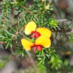 Dillwynia phylicoides (A Parrot-pea) at Dryandra St Woodland - 26 Sep 2020 by ConBoekel