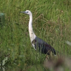 Ardea pacifica (White-necked Heron) at Wodonga Regional Park - 27 Sep 2020 by Kyliegw