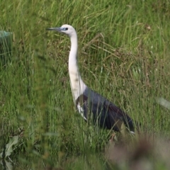 Ardea pacifica (White-necked Heron) at Wodonga - 27 Sep 2020 by Kyliegw