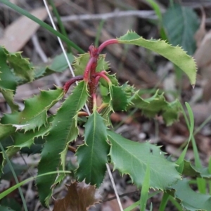 Photinia serratifolia at O'Connor, ACT - 26 Sep 2020