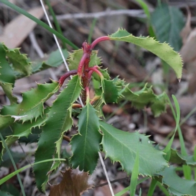 Photinia serratifolia (Chinese Photinia) at Dryandra St Woodland - 26 Sep 2020 by ConBoekel