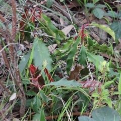 Photinia serratifolia at O'Connor, ACT - 26 Sep 2020
