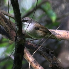 Sericornis frontalis (White-browed Scrubwren) at Wodonga - 27 Sep 2020 by Kyliegw