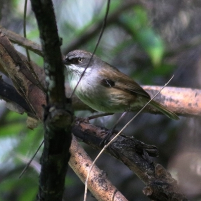 Sericornis frontalis (White-browed Scrubwren) at Wodonga Regional Park - 27 Sep 2020 by Kyliegw